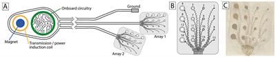 Toward a fully implantable ecosystem for adaptive neuromodulation in humans: Preliminary experience with the CorTec BrainInterchange device in a canine model